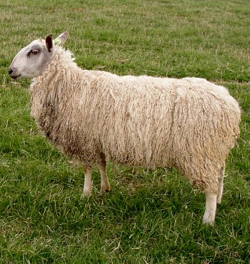 Leicester Rab Lamb
