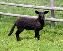 Black Ewe Lamb